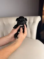Gnome, a male Shihpoo for sale in Gainesville, FL – Photo 5 of 8