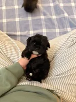 Gnome, a male Shihpoo for sale in Gainesville, FL – Photo 1 of 8