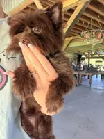 PJ TINY KB, a male Yorkshire Terrier for sale in Gainesville, FL – Photo 6 of 7