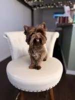 PJ TINY KB, a male Yorkshire Terrier for sale in Gainesville, FL – Photo 2 of 7