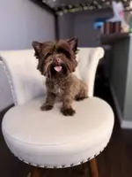 PJ TINY KB, a male Yorkshire Terrier for sale in Gainesville, FL – Photo 4 of 7