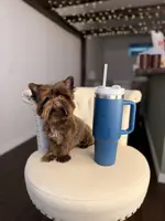 PJ TINY KB, a male Yorkshire Terrier for sale in Gainesville, FL – Photo 1 of 7