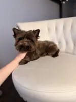 PJ TINY KB, a male Yorkshire Terrier for sale in Gainesville, FL – Photo 7 of 7