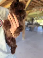 PJ TINY KB, a male Yorkshire Terrier for sale in Gainesville, FL – Photo 5 of 7