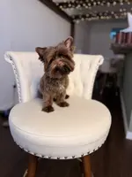 PJ TINY KB, a male Yorkshire Terrier for sale in Gainesville, FL – Photo 3 of 7