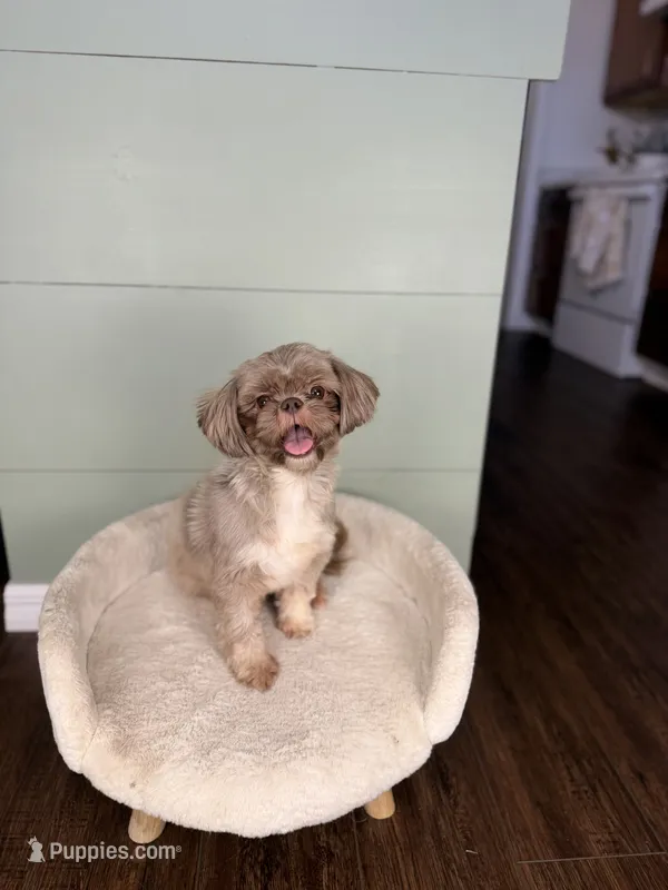 Peach PROVEN Embarked