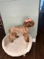 April AKC PROVEN EMBARKED, a female Poodle - Miniature  for sale in Gainesville, FL – Photo 2 of 3