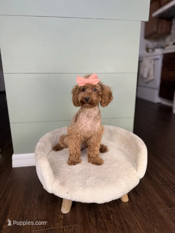 April AKC PROVEN EMBARKED