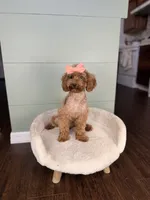 April AKC PROVEN EMBARKED, a female Poodle - Miniature  for sale in Gainesville, FL – Photo 1 of 3