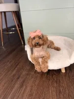 April AKC PROVEN EMBARKED, a female Poodle - Miniature  for sale in Gainesville, FL – Photo 3 of 3