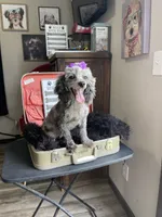 Pepper PROVEN, a female Poodle - Miniature  for sale in Gainesville, FL – 3 of 3