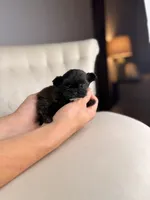 Goblin, a male Shihpoo for sale in Gainesville, FL – Photo 2 of 6