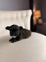 Goblin, a male Shihpoo for sale in Gainesville, FL – Photo 3 of 6