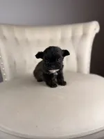 Goblin, a male Shihpoo for sale in Gainesville, FL – Photo 1 of 6