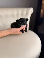 Goblin, a male Shihpoo for sale in Gainesville, FL – Photo 4 of 6