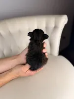 Goblin, a male Shihpoo for sale in Gainesville, FL – Photo 6 of 6