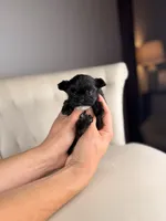 Goblin, a male Shihpoo for sale in Gainesville, FL – Photo 5 of 6