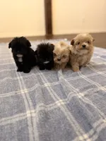 Goblin, a male Shihpoo for sale in Gainesville, FL – Photo 2 of 7