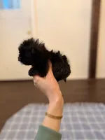 Goblin, a male Shihpoo for sale in Gainesville, FL – Photo 3 of 7