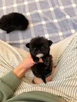 Goblin, a male Shihpoo for sale in Gainesville, FL – Photo 7 of 7