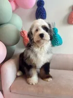 Bluey , a male Cavapoo and Miniature Bernedoodle for sale in Gainesville, FL – 1 of 1