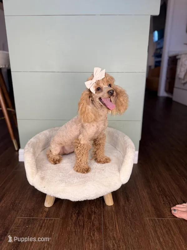 Ava AKC PROVEN EMBARKED