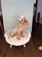 Ava AKC PROVEN EMBARKED, a female Poodle - Miniature  for sale in Gainesville, FL – Photo 1 of 3