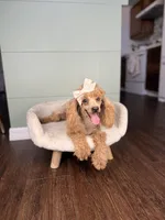 Ava AKC PROVEN EMBARKED, a female Poodle - Miniature  for sale in Gainesville, FL – Photo 3 of 3