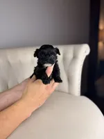 Gnome, a male Shihpoo for sale in Gainesville, FL – Photo 4 of 7