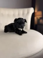 Gnome, a male Shihpoo for sale in Gainesville, FL – Photo 6 of 7