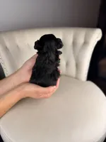 Gnome, a male Shihpoo for sale in Gainesville, FL – Photo 3 of 7