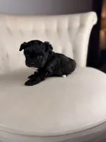 Gnome, a male Shihpoo for sale in Gainesville, FL – Photo 2 of 7