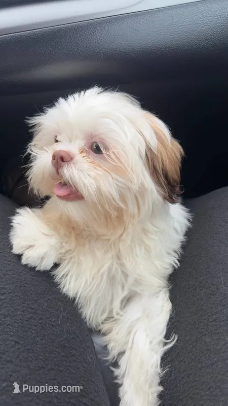 Marshmallow PROVEN EMBARKED