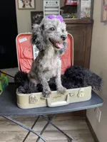 Pepper PROVEN, a female Poodle - Miniature  for sale in Gainesville, FL – 2 of 3