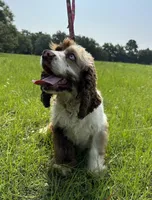 Reece, a male Cocker Spaniel for sale in Gainesville, FL – Photo 2 of 2
