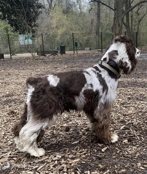 Reece – Cocker Spaniel puppy for sale in Gainesville, FL