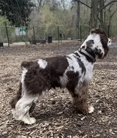 Reece, a male Cocker Spaniel for sale in Gainesville, FL – Photo 1 of 2