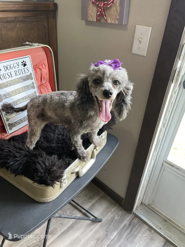 Pepper PROVEN – Poodle - Miniature  puppy for sale in Gainesville, FL
