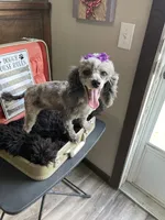 Pepper PROVEN, a female Poodle - Miniature  for sale in Gainesville, FL – 1 of 3