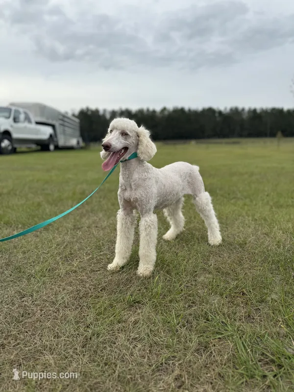 Lily FREE CLEAR AKC bb Mm – Poodle - Miniature  puppy for sale in Gainesville, FL