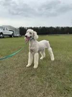 Lily FREE CLEAR AKC bb Mm, a female Poodle - Miniature  for sale in Gainesville, FL – 1 of 2