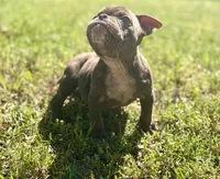 YODA , a male American Bully for sale in Houston, TX – Photo 2 of 4