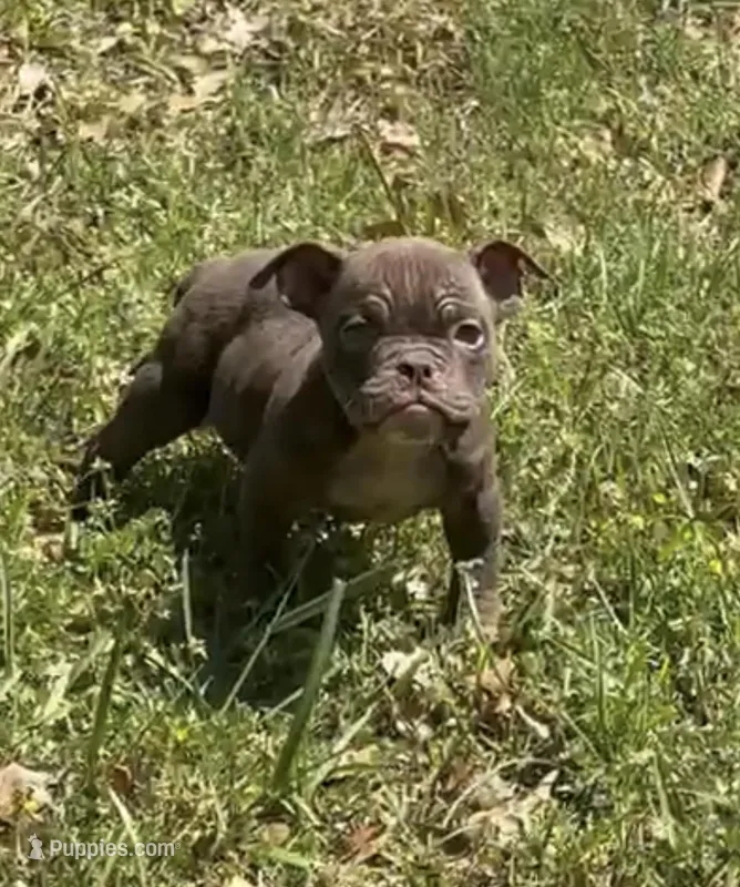 YODA  – American Bully puppy for sale in Houston, TX
