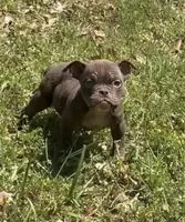 YODA , a male American Bully for sale in Houston, TX – Photo 1 of 4