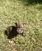 YODA , a male American Bully for sale in Houston, TX – Photo 4 of 4