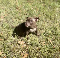 YODA , a male American Bully for sale in Houston, TX – Photo 3 of 4