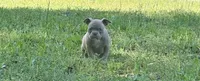 Harmony , a female American Bully for sale in Houston, TX – Photo 2 of 3