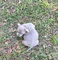Harmony , a female American Bully for sale in Houston, TX – Photo 3 of 3