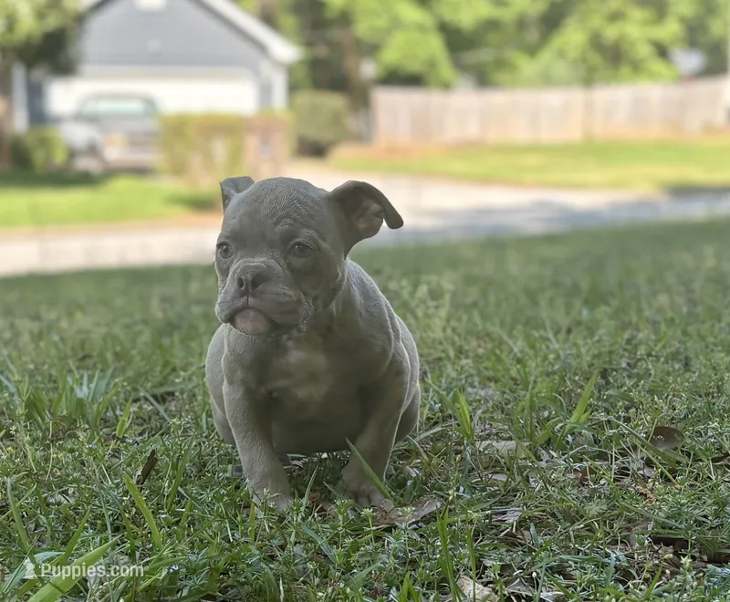 Harmony  – American Bully puppy for sale in Houston, TX