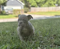 Harmony , a female American Bully for sale in Houston, TX – Photo 1 of 3